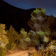 Illustration for article titled Light transforms trees into floating geometric structures